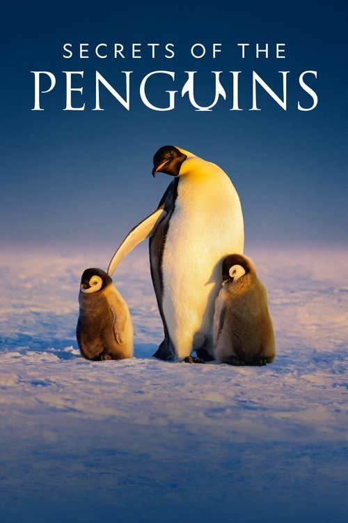 Penguenlerin Gizemli Dünyası (2025) film posteri